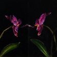 Proximity (closeness)